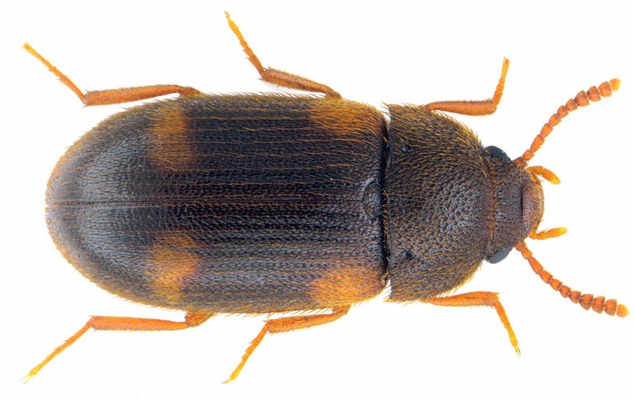 Mycetophagus quadriguttatus Müller, 1821